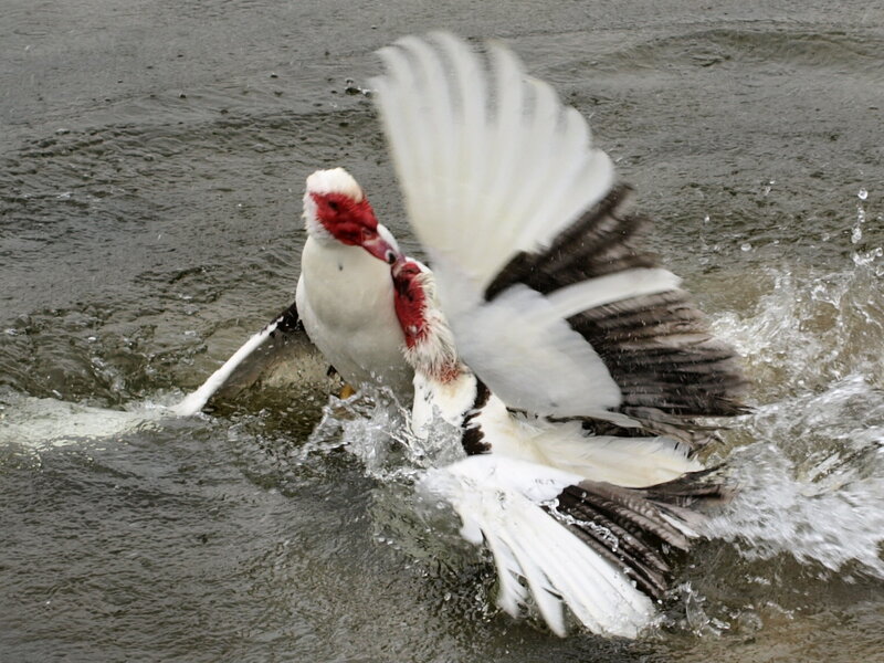 Two Muscovy Ducks Fighting