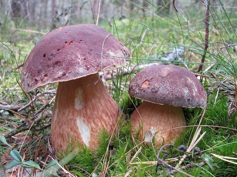 Two mushrooms in a forest