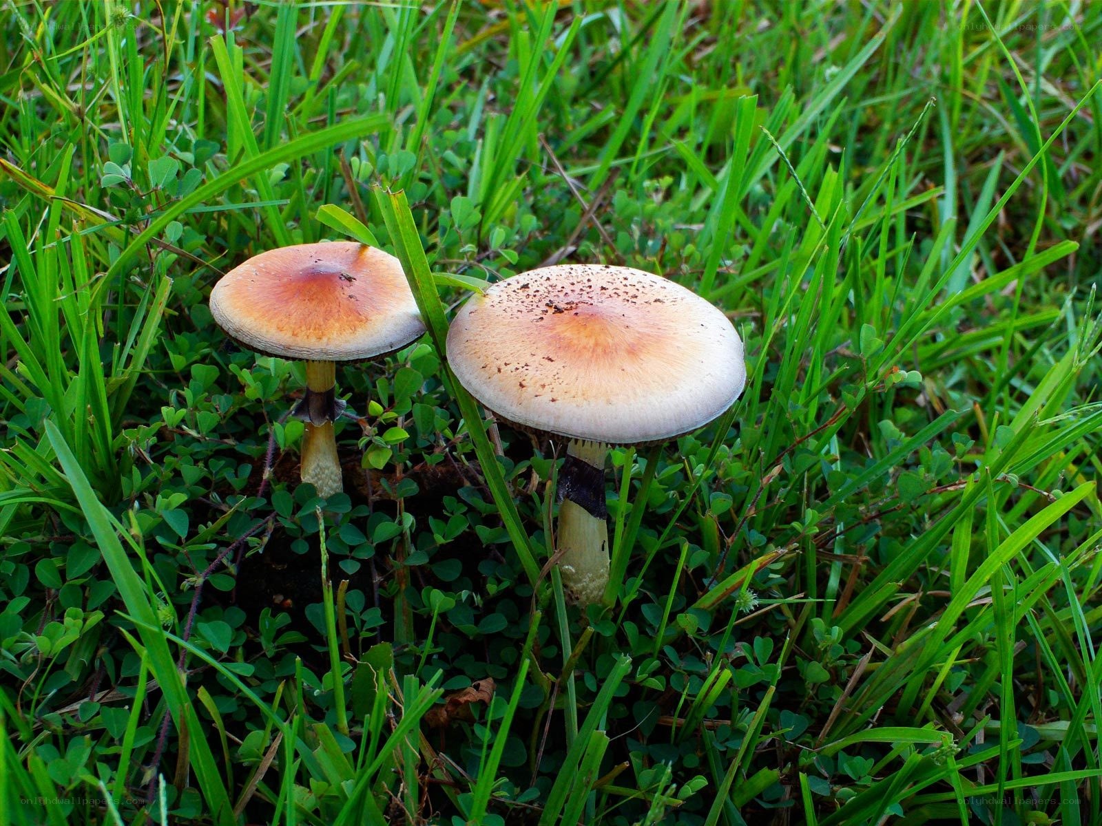 Two mushrooms in a grassy field