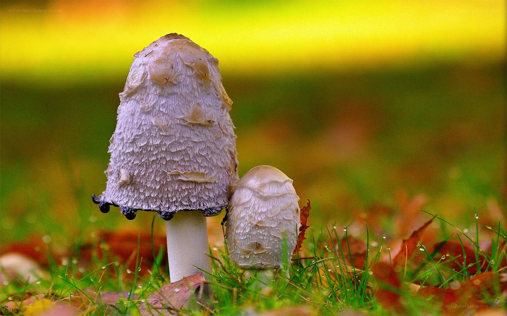 Two mushrooms in autumn grass