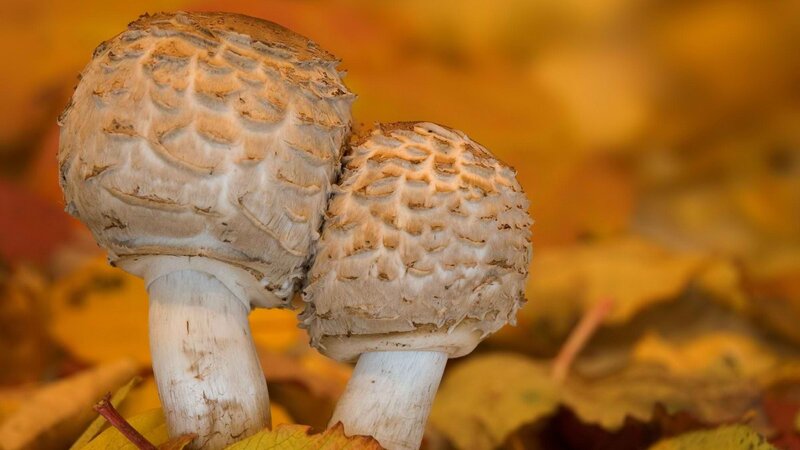 Two mushrooms in autumn leaves