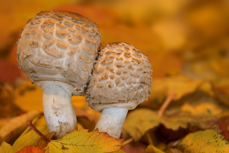 Two mushrooms in autumn leaves