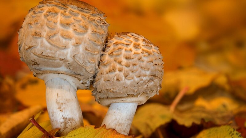 Two mushrooms in autumn leaves
