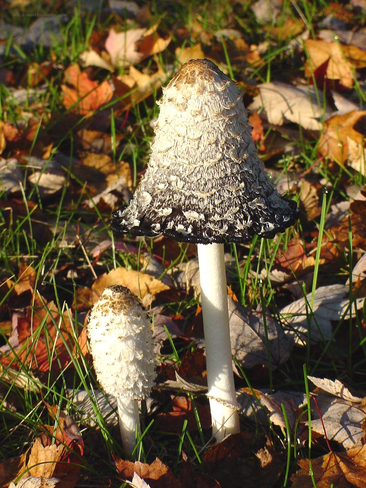 Two mushrooms in autumn leaves