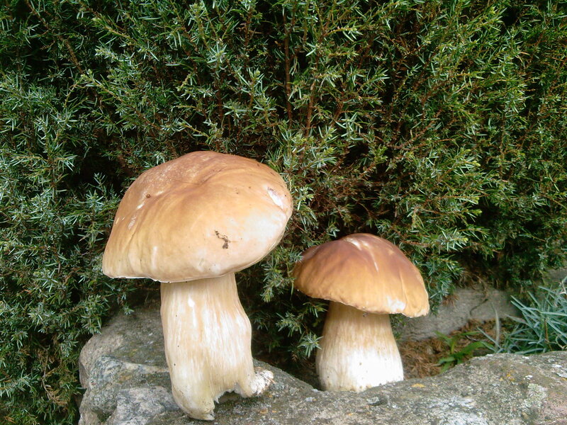 Two Mushrooms in Bush