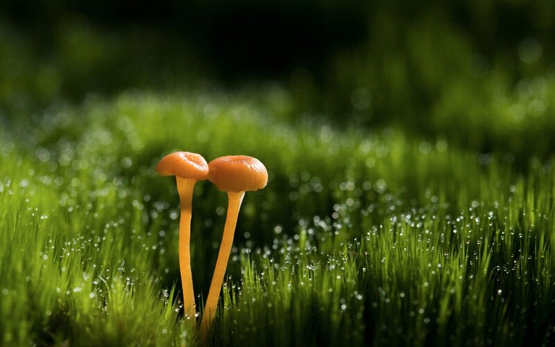 Two mushrooms in dewy grass