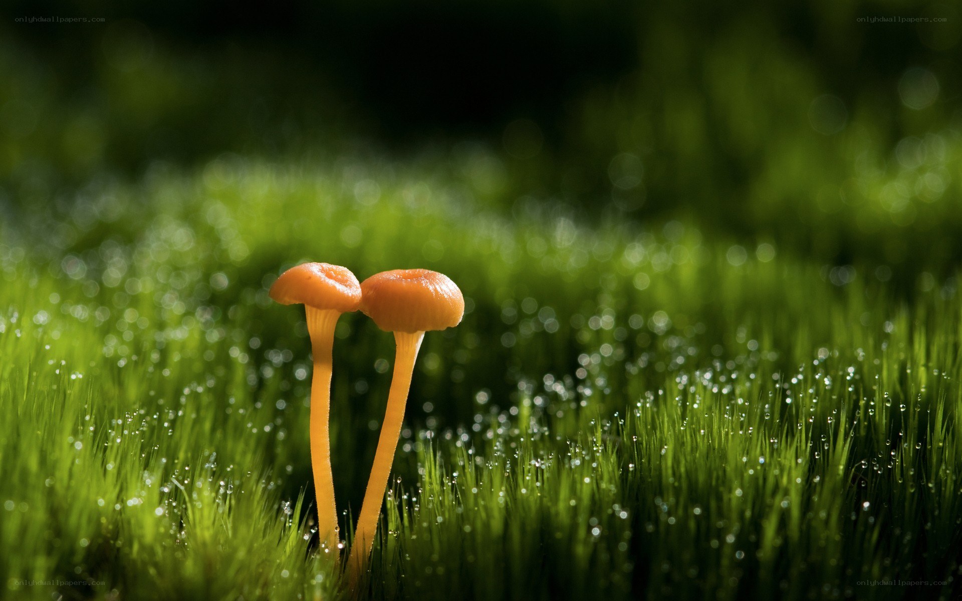 Two mushrooms in dewy grass