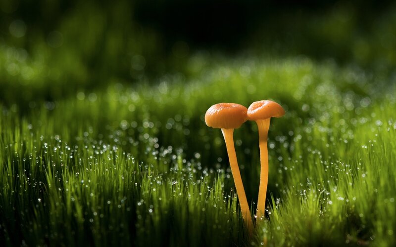 Two mushrooms in dewy grass