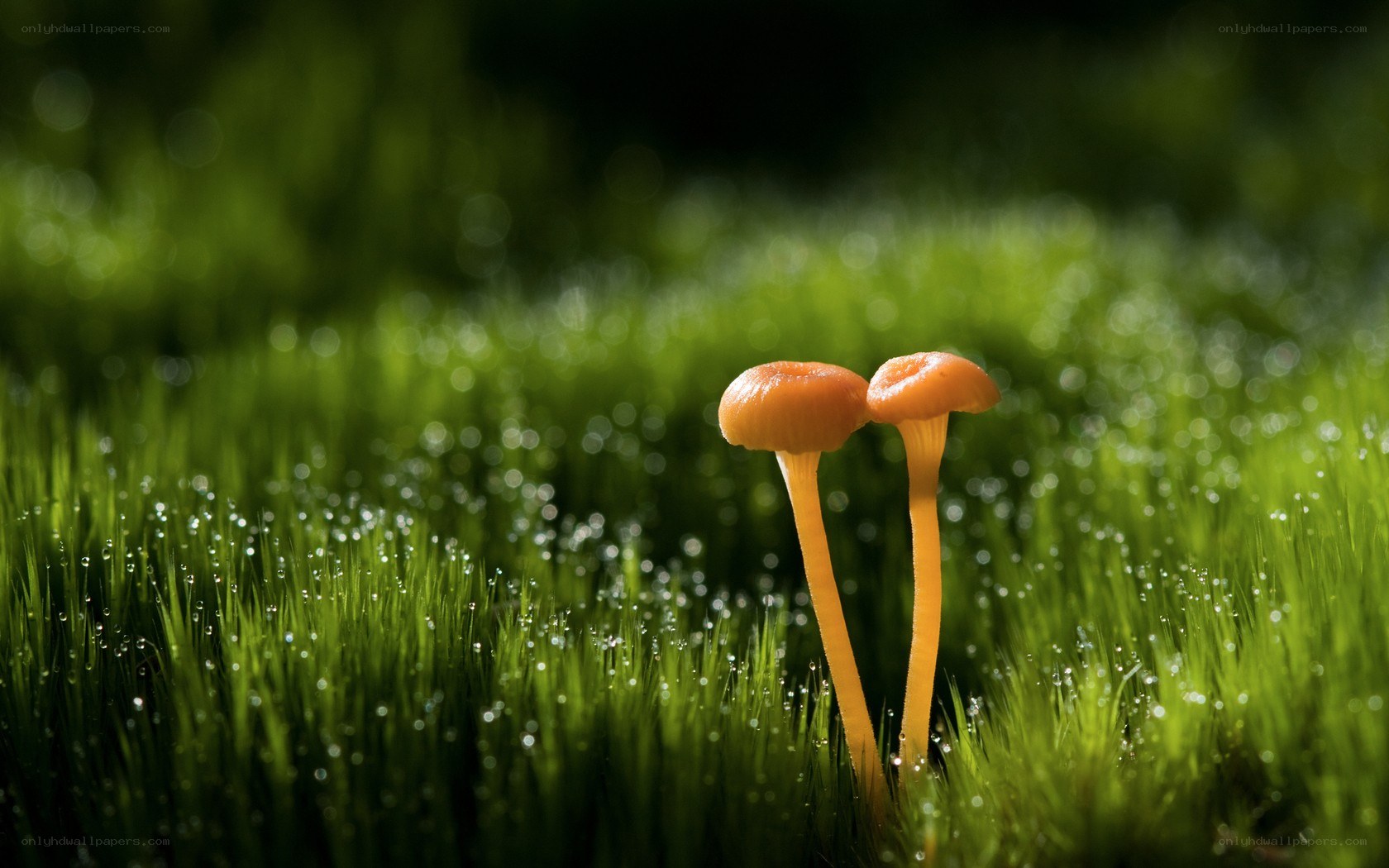 Two mushrooms in dewy grass