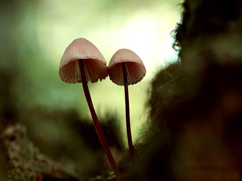 Two mushrooms in forest