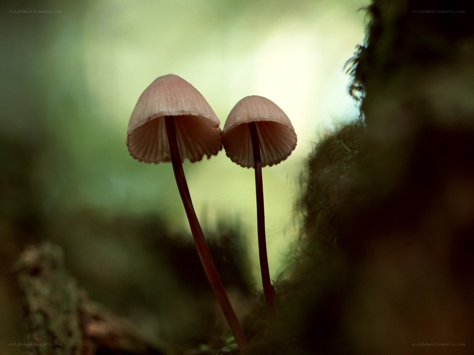 Two mushrooms in forest