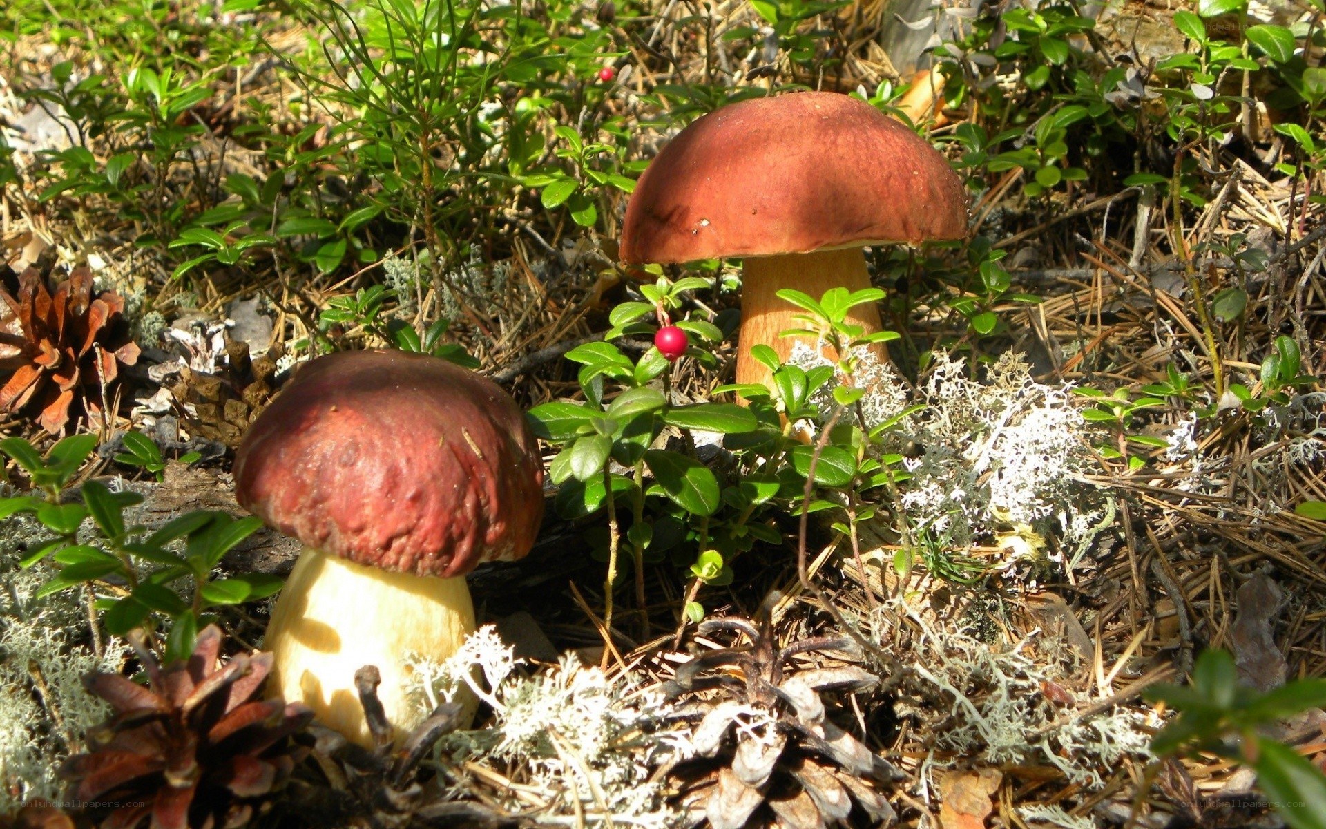 Two mushrooms in forest