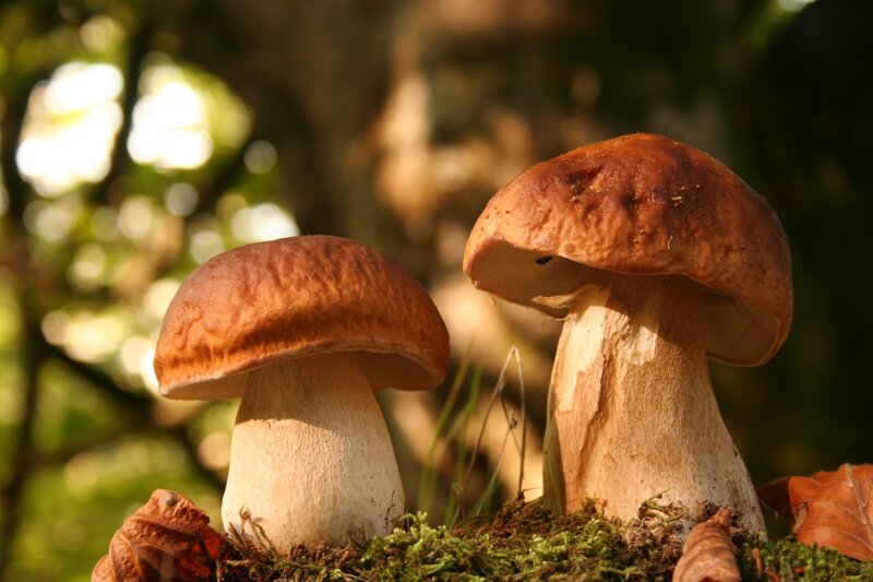 Two mushrooms in forest