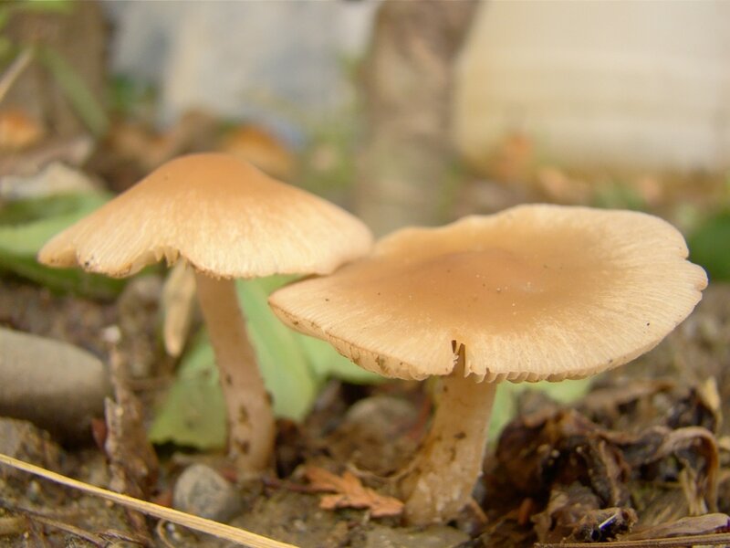 two mushrooms in forest