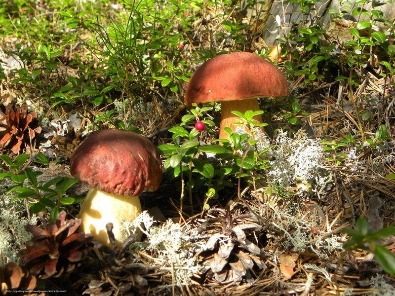 Two Mushrooms in Forest — Brown, Natural, Afternoon