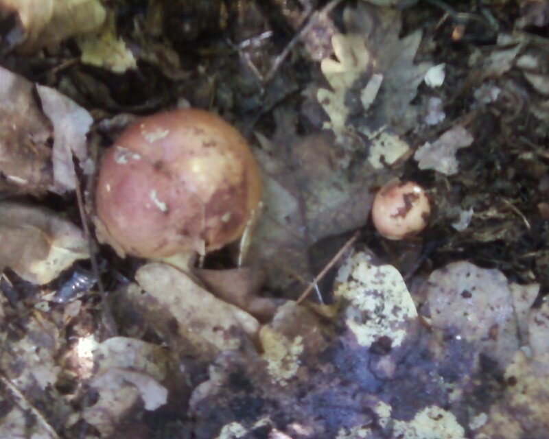 Two Mushrooms in Forest — Brown, Natural, Autumn
