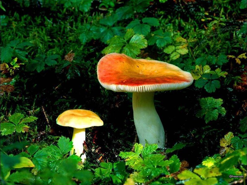 Two Mushrooms in Forest — Green, Natural