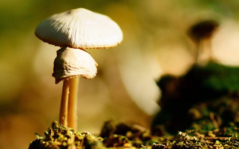 Two Mushrooms in Forest — Green, Serene