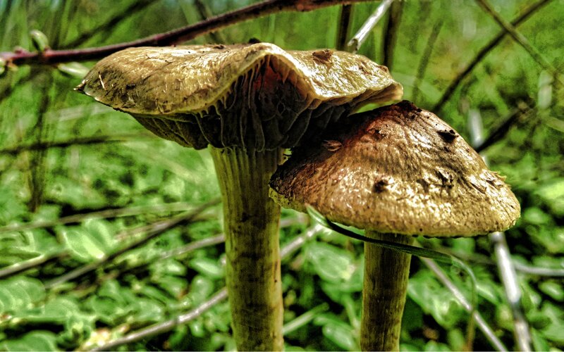 Two Mushrooms in Forest — Green