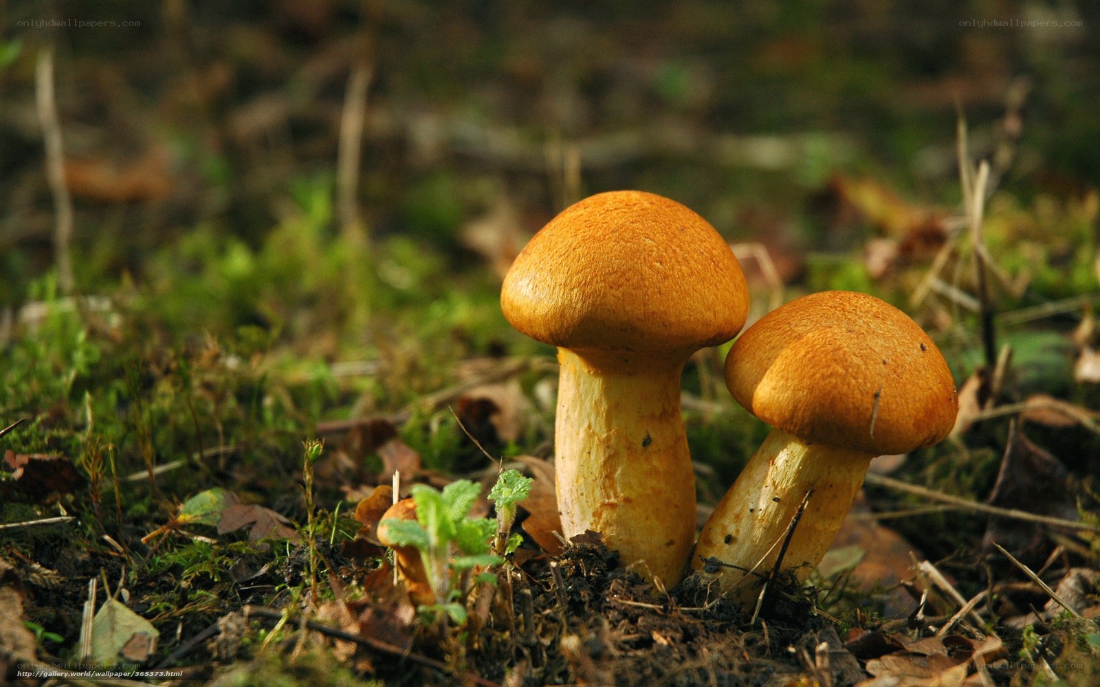 Two mushrooms in forest moss