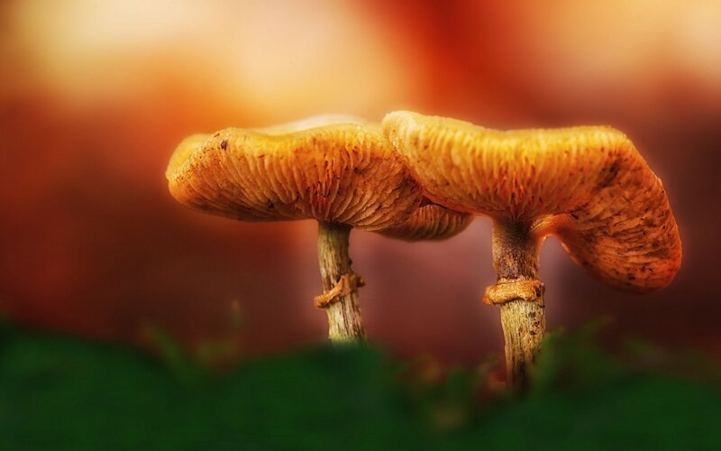 Two Mushrooms in Forest — Orange