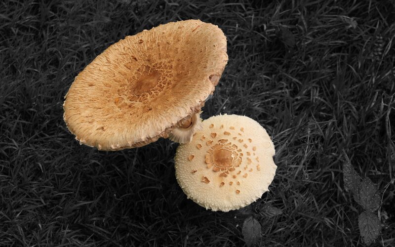 Two mushrooms in grass