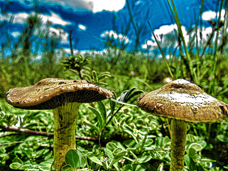 Two Mushrooms in Grass — Green, Natural, Afternoon, Photograph, Sky
