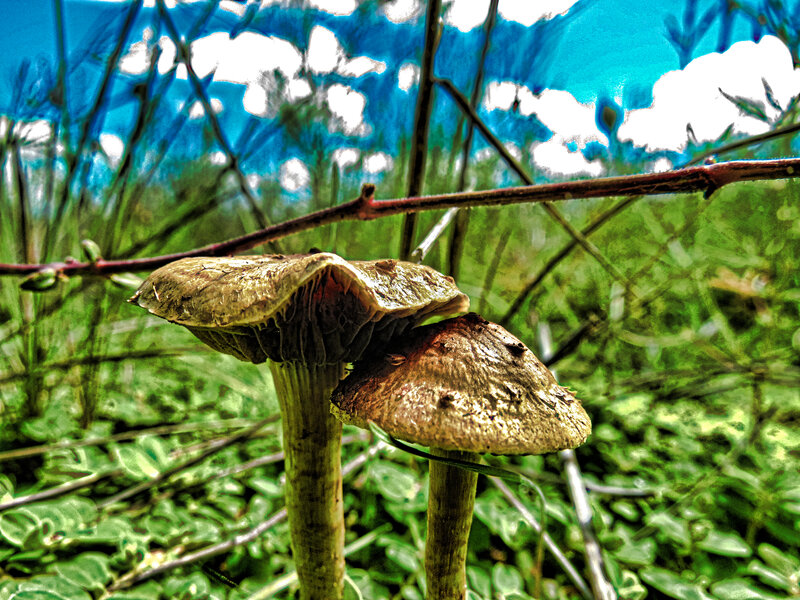 Two Mushrooms in Grass — Green, Natural, Afternoon, Photograph