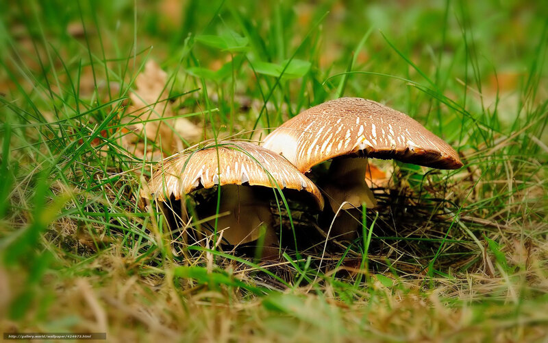Two Mushrooms in Grass — Green, Natural, Autumn, Photograph