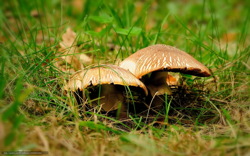 Two Mushrooms in Grass — Green, Natural, Autumn