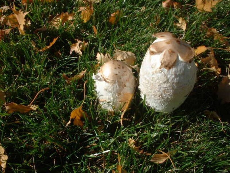 Two Mushrooms in Grass — Green, Natural