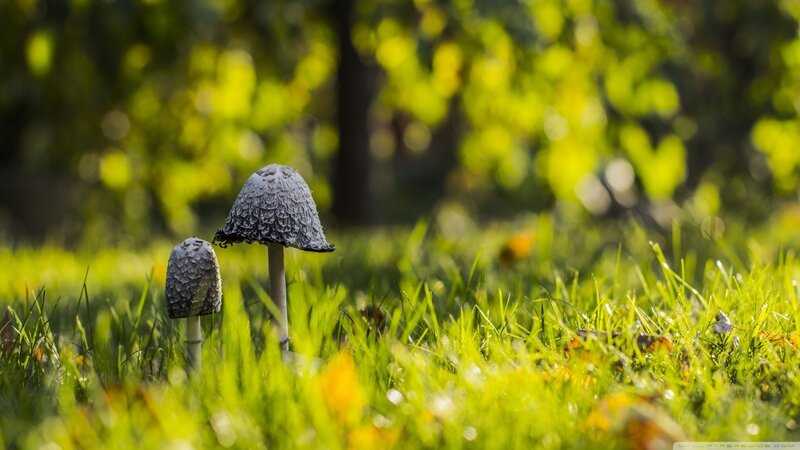Two Mushrooms in Grass — Green, Serene, Afternoon