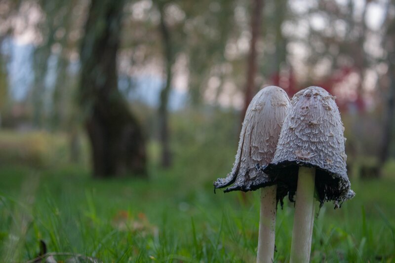 Two Mushrooms in Grass — Green, Serene, Autumn