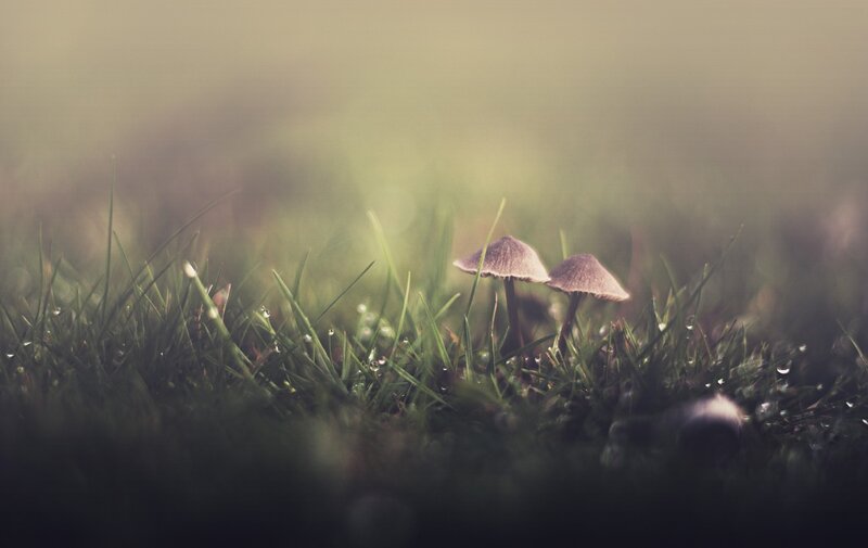 Two Mushrooms in Grass — Green, Serene, Morning, Photograph