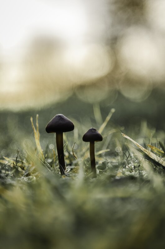 Two Mushrooms in Grass — Green, Serene, Morning