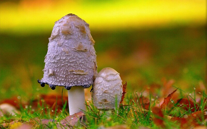 Two Mushrooms in Grass — Green, Serene