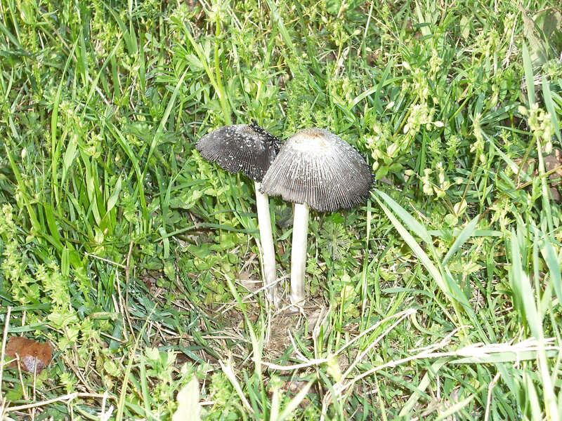Two Mushrooms in Grass — Green