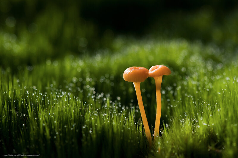 Two mushrooms in grass