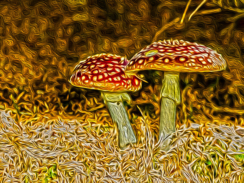Two Mushrooms in Grass — Yellow
