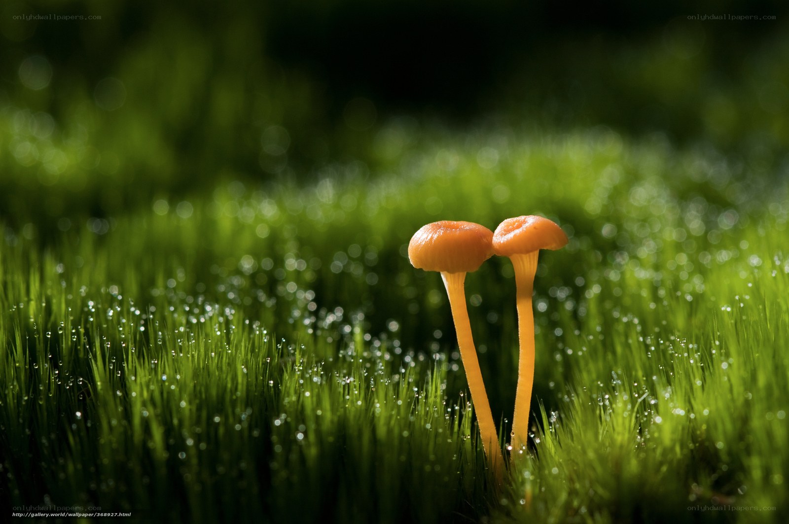 Two mushrooms in grass