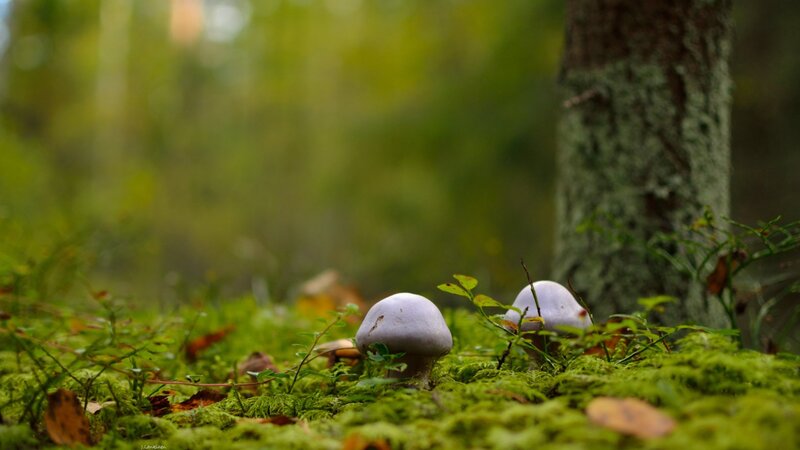 Two Mushrooms in Moss — Green, Serene