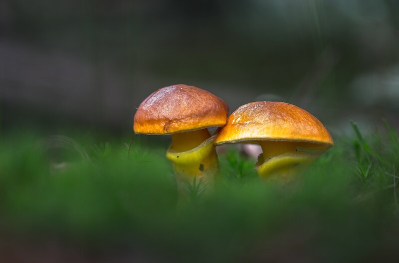 Two Mushrooms in Moss — Green