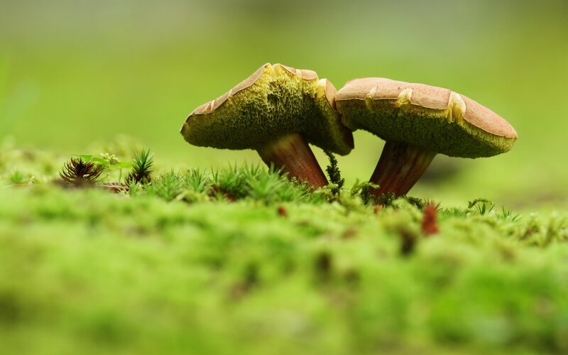 Two Mushrooms in Moss