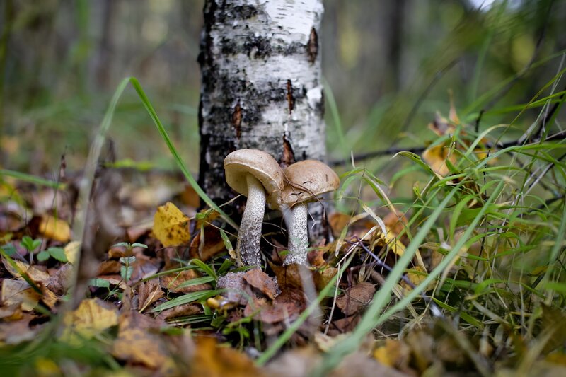 Two Mushrooms Near Birch