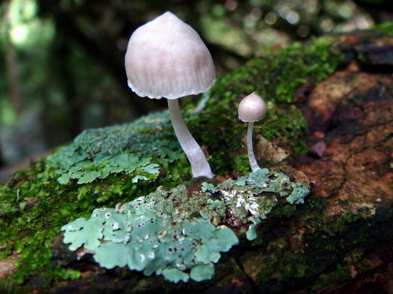 Two Mushrooms on Log