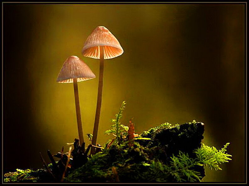 Two Mushrooms on Moss — Green, Dramatic