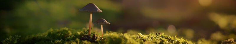 Two Mushrooms on Moss — Green, Serene, Sunset