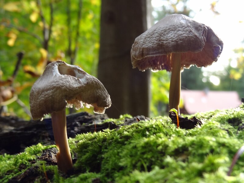 Two Mushrooms on Moss — Green