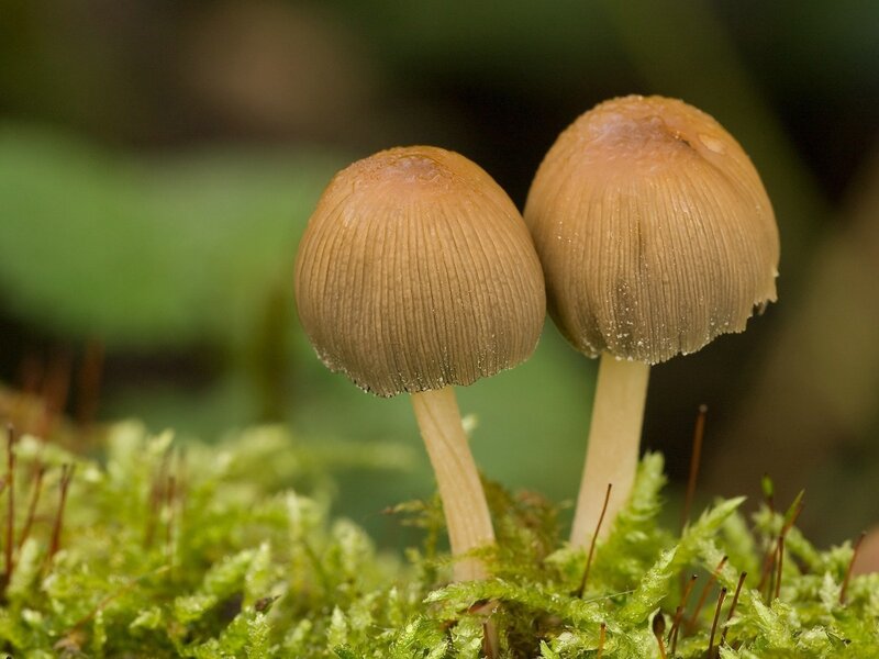 Two mushrooms on moss