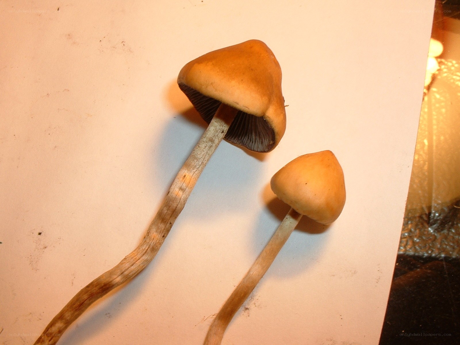 two mushrooms on white surface